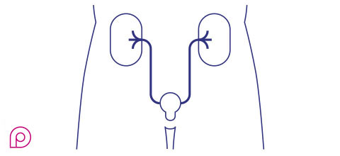 Urologia Ambulatorio Urologia